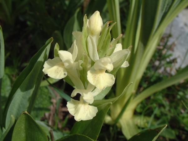 Dactylorhiza sambucina